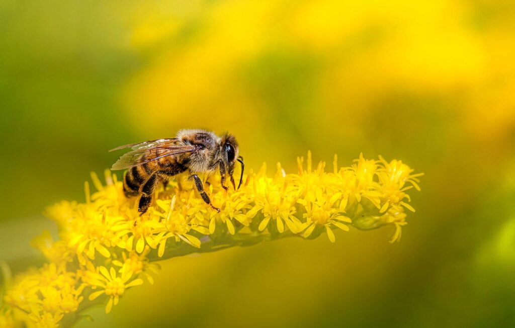 Ape mellifera (Apis mellifera)