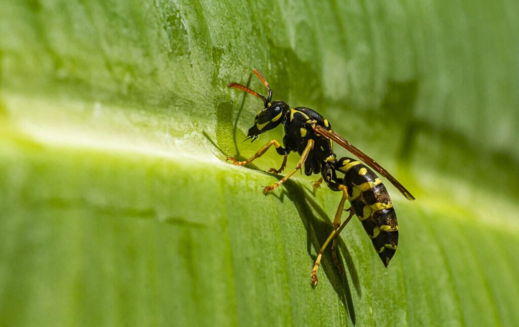 Vespa comune (Vespula vulgaris)