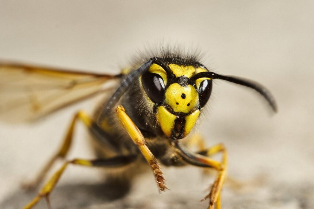 vespa germanica