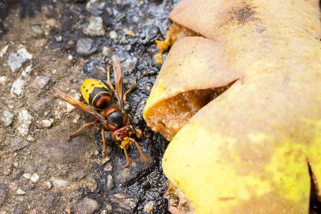 Calabrone europeo (Vespa crabro)