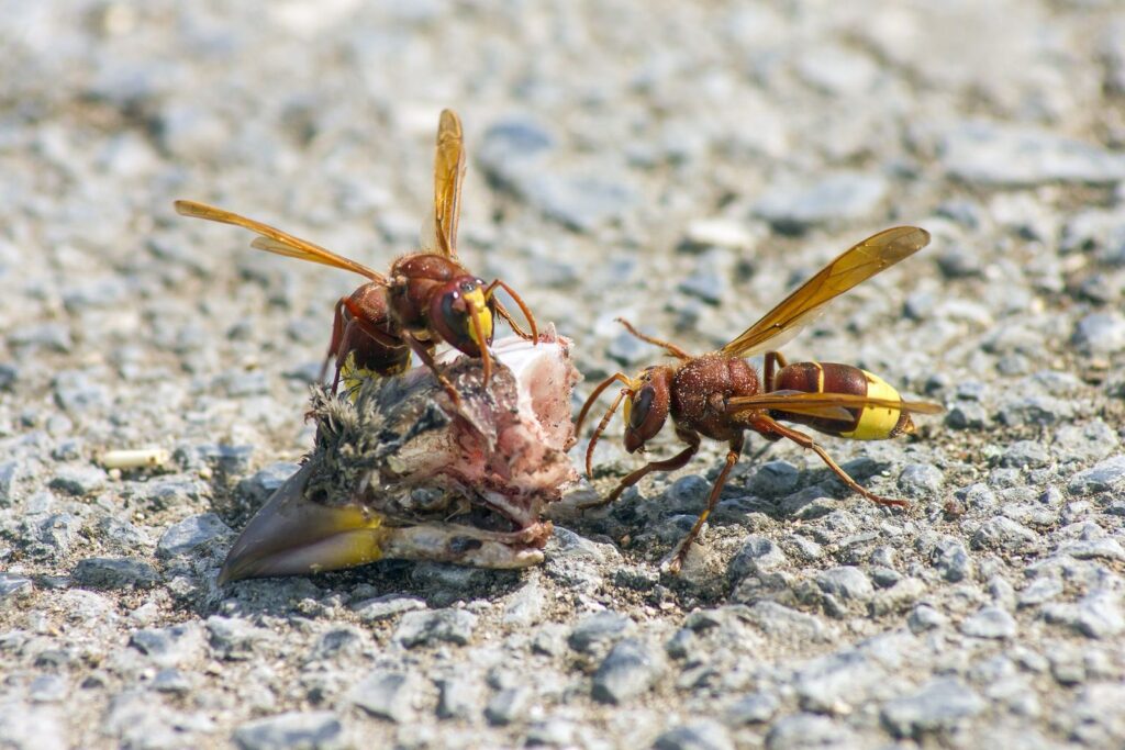 Calabrone orientale (Vespa orientalis)
